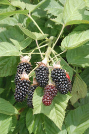 Hall's Beauty Blackberry - Raintree Nursery