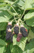 Hall's Beauty Blackberry - Raintree Nursery
