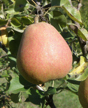 Suij European Pear - Raintree Nursery