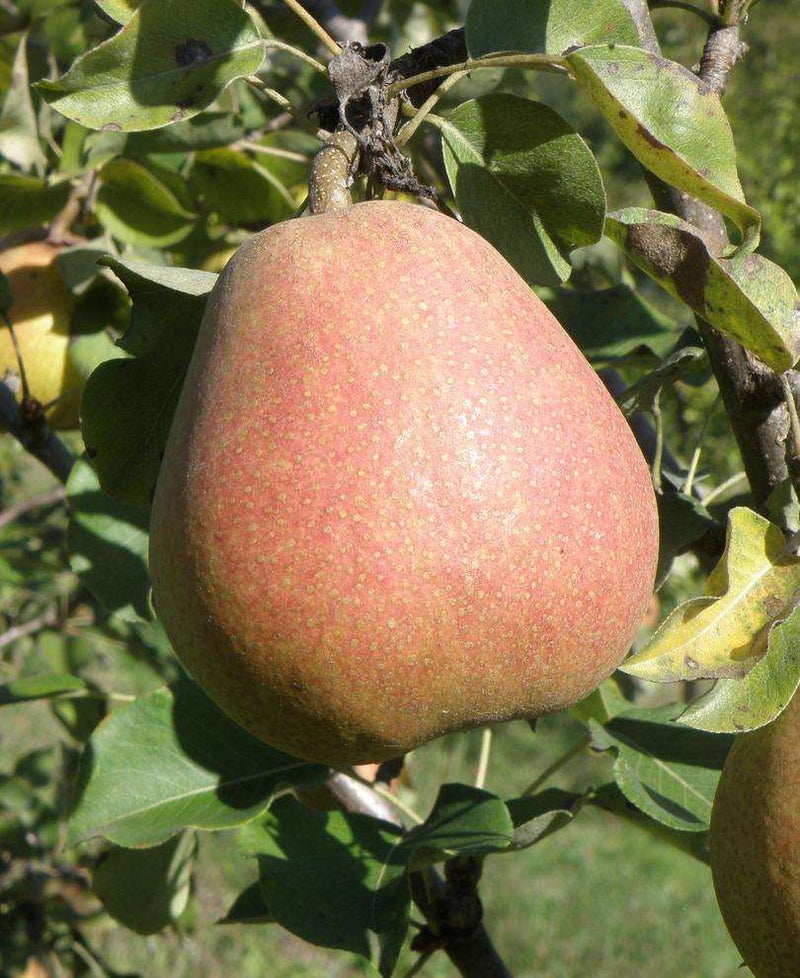 Suij European Pear - Raintree Nursery