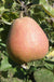Suij European Pear - Raintree Nursery