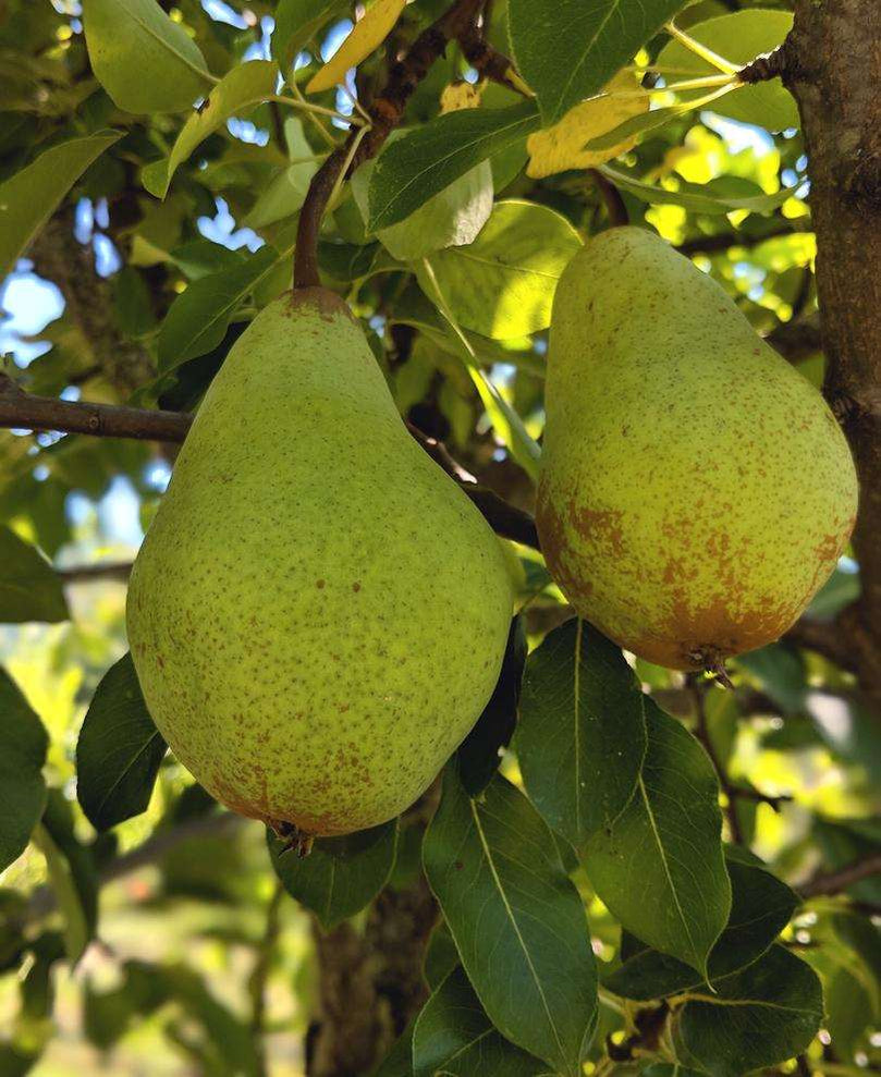 European Pear Trees — Raintree Nursery