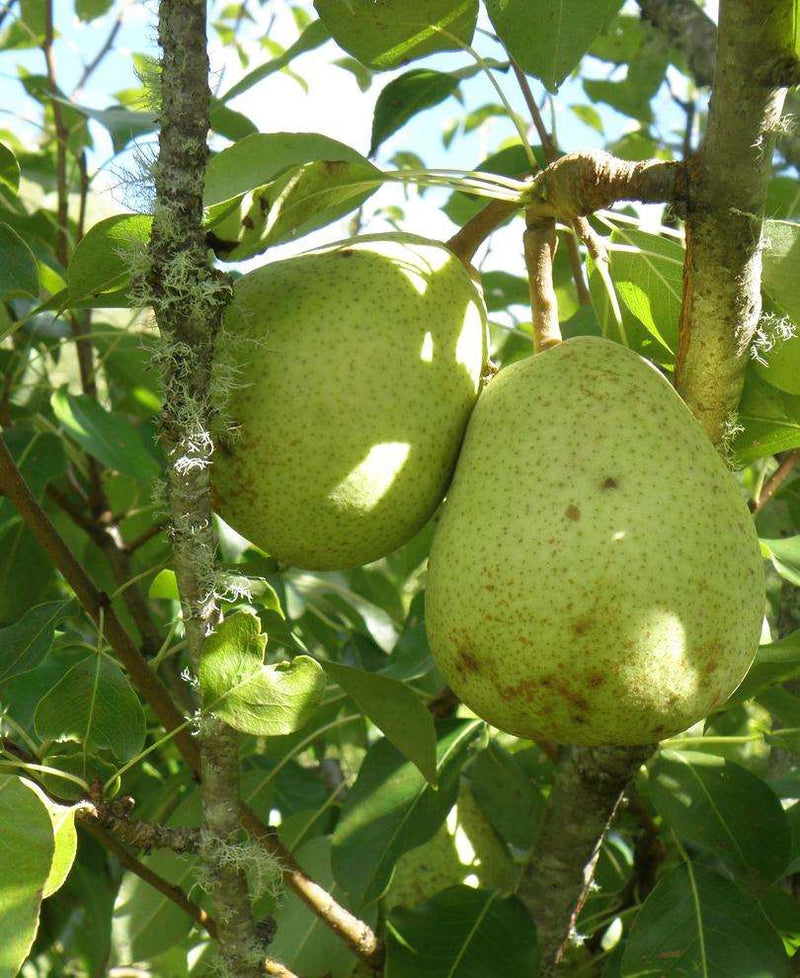 Duchesse d'Angouleme European Pear - Raintree Nursery