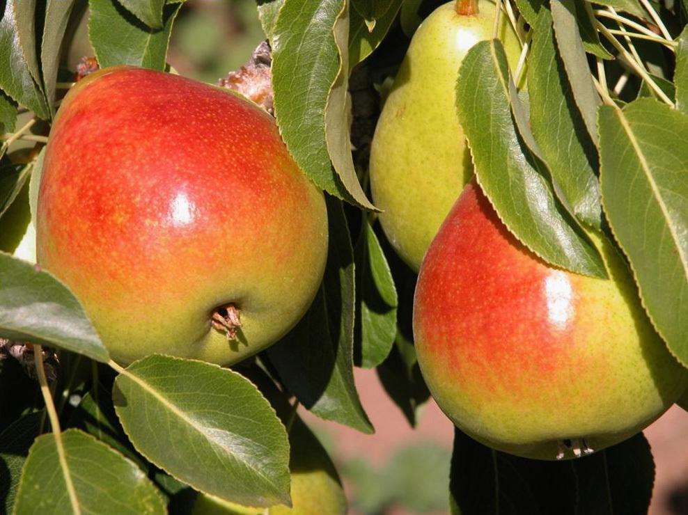 Bosc European Pear — Raintree Nursery