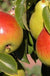 Gem European Pear - Raintree Nursery