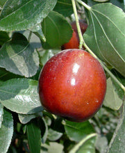 Li Jujube - Raintree Nursery