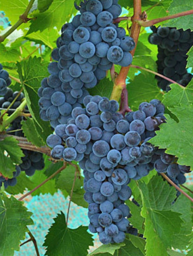 Muscat of Norway Red Grapevine  Cloud Mountain Farm Center & Nursery