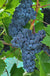 Muscat of Norway Grape - Raintree Nursery