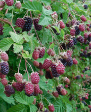 Marionberry - Raintree Nursery