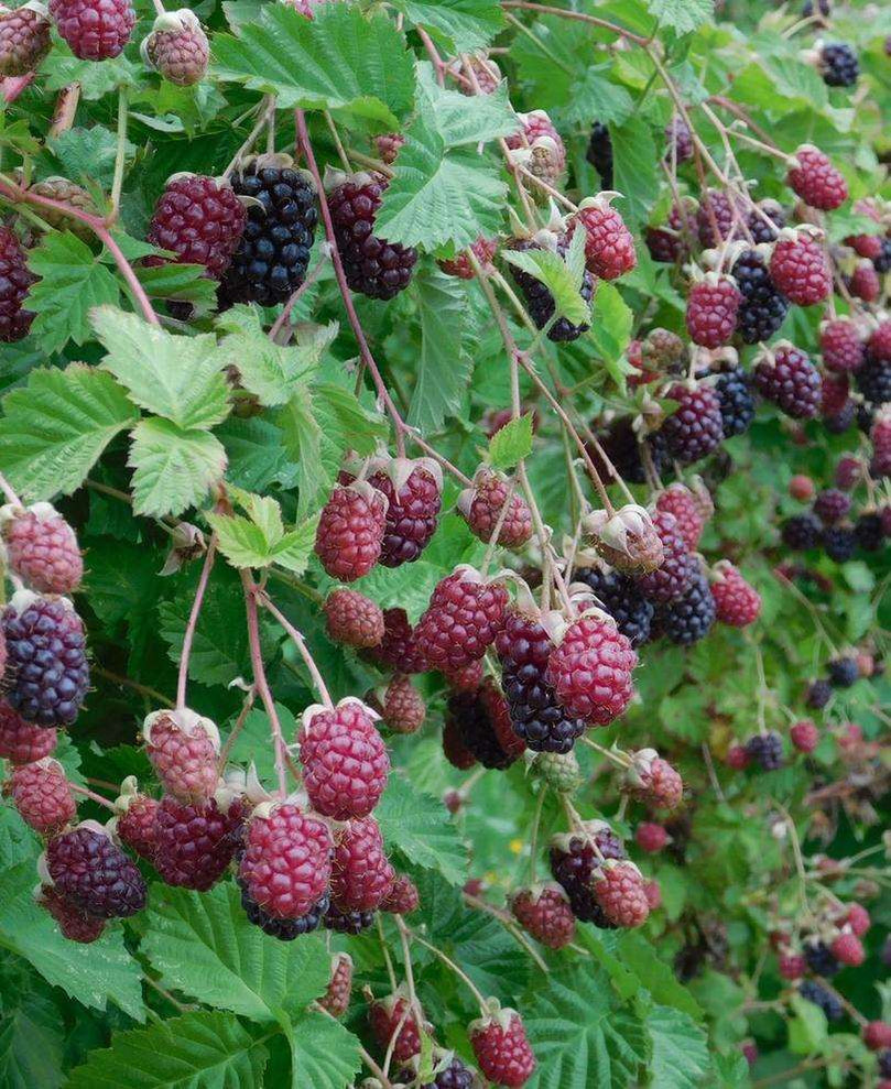 Buy Berry Plants Online | Berry Plants For Sale — Raintree Nursery