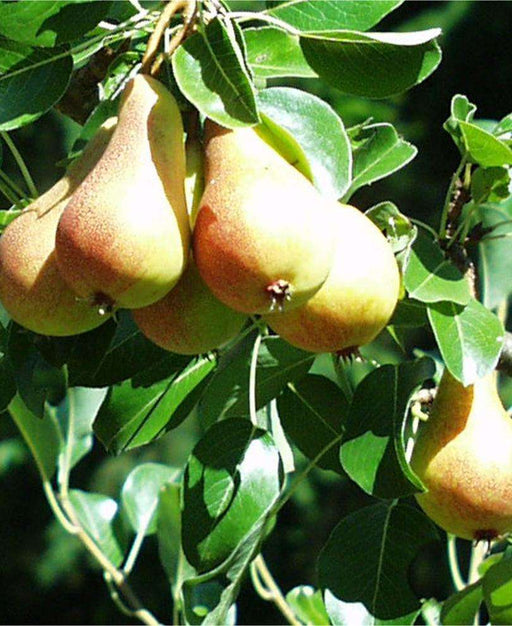 Bella Di Guigno European Pear - Raintree Nursery
