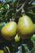 Blake's Pride European Pear - Raintree Nursery