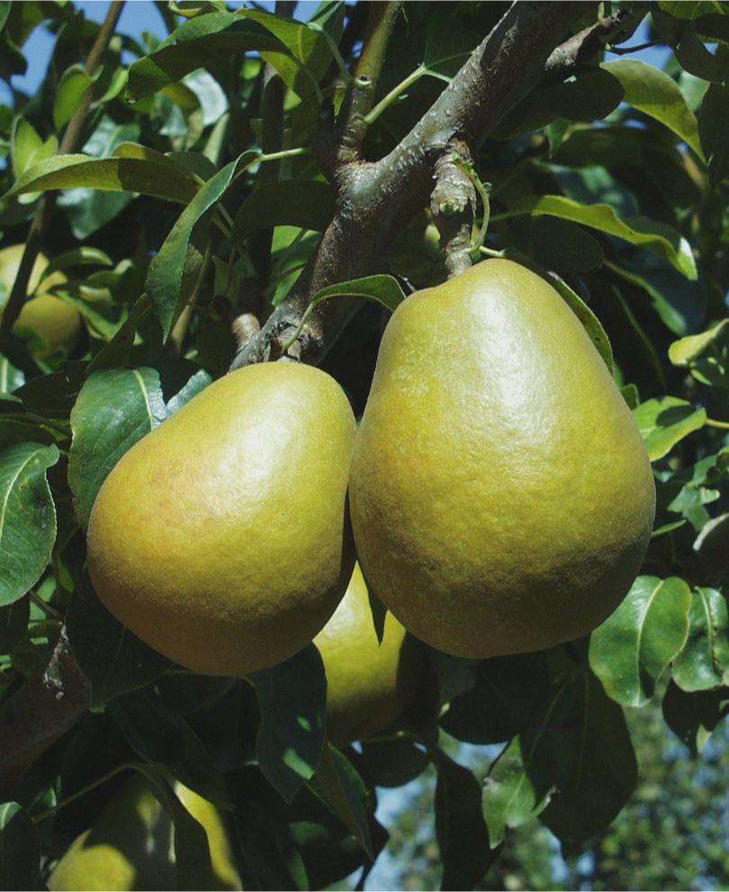 Pear Mid Season Pollinator