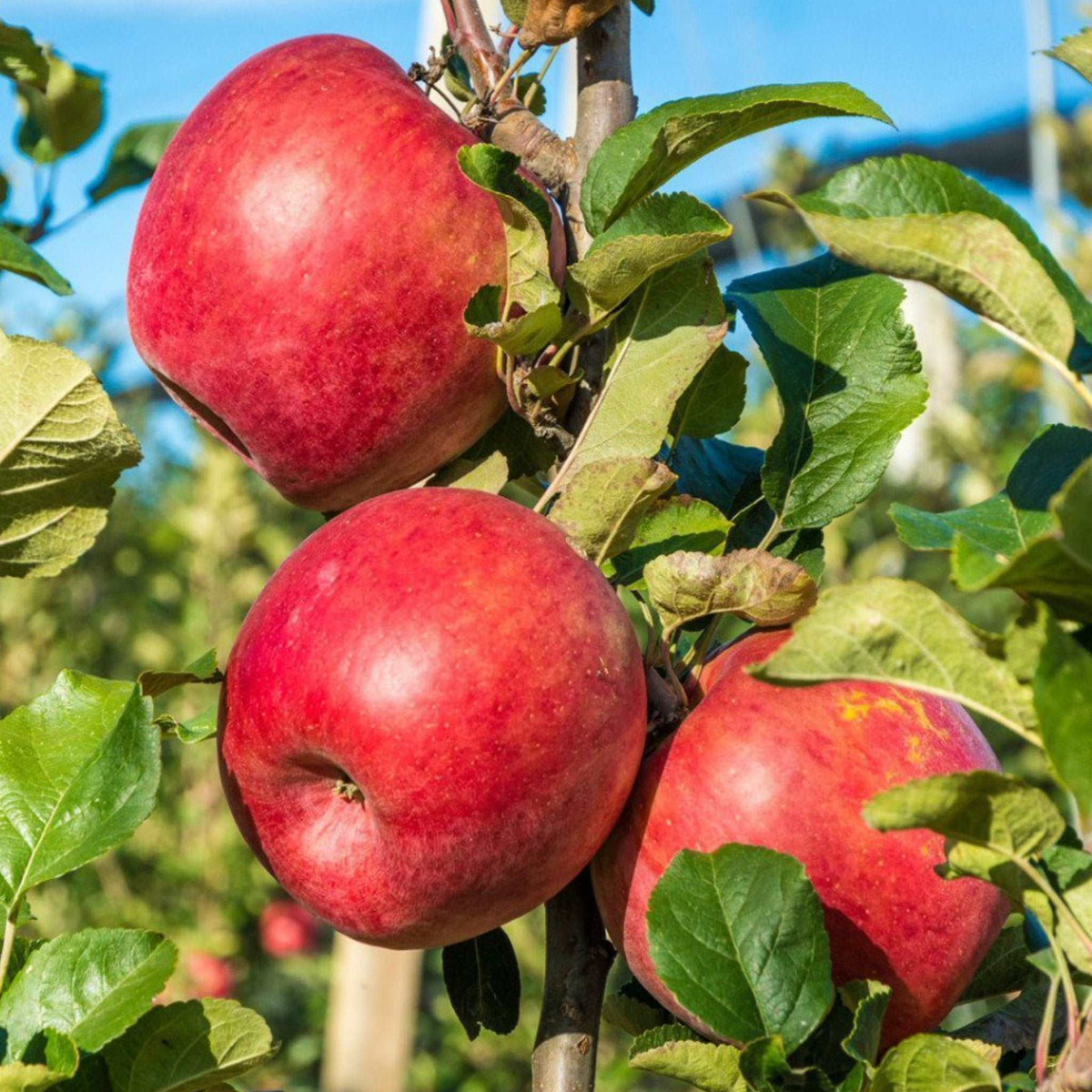 Early Pink Lady Apple — Raintree Nursery