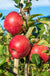 Early Pink Lady Apple - Raintree Nursery
