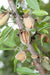 Titan Almond - Raintree Nursery