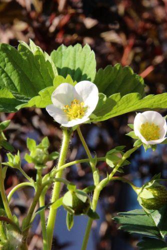 musk strawberry seeds Russian Male Musk Strawberry