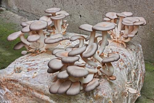 Oyster Mushroom Kit - Raintree Nursery