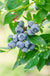 Big Blueberry Bundle no.3-Berries-Fall Creek-Bundle-