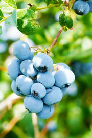 Toro blueberry - Raintree Nursery