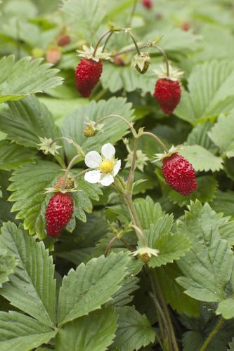 Wild Strawberry - Raintree Nursery