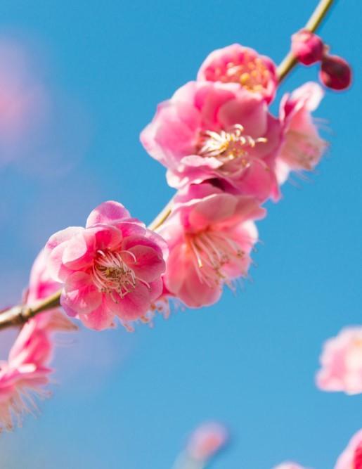 Peggy Clark Flowering Apricot - Raintree Nursery