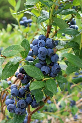 Olympia Blueberry - Raintree Nursery