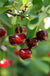 Hudson Cherry - Raintree Nursery