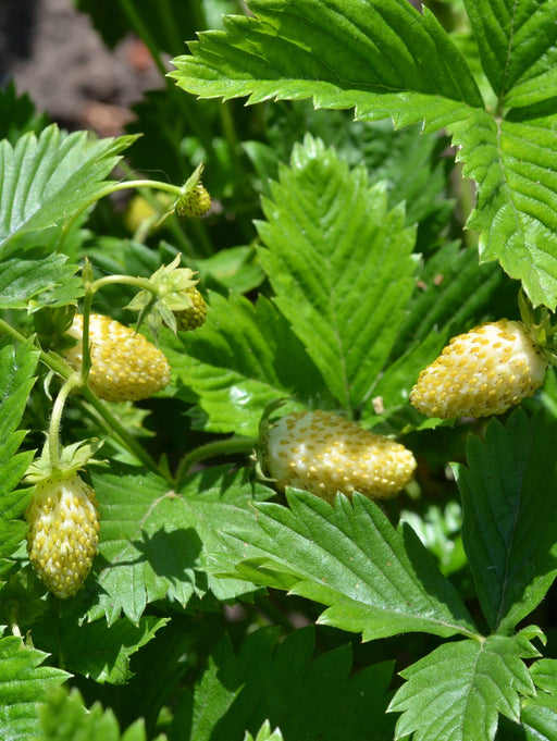 White Alpine Strawberry-Berries-Newaukum-4" Pot-