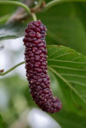 Pakistan Fruiting Mulberry - Raintree Nursery