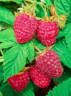 Excellent Everbearing Raspberry Bundle (6 Plants)-Raintree Nursery-3 x E320 + 3 x E353-