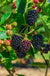 Columbia Sunrise Thornless Blackberry - Raintree Nursery