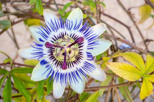 Raintree Nursery Passionflower