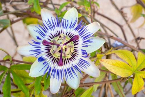 Blue Crown passionflower - Raintree Nursery
