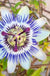Blue Crown passionflower - Raintree Nursery
