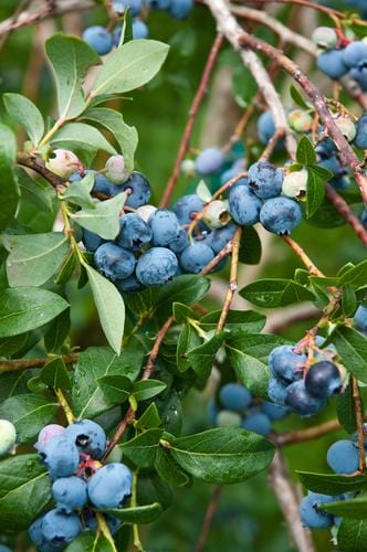 Patriot blueberry - Raintree Nursery