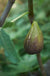 Raintree Brunswick Fig - Raintree Nursery