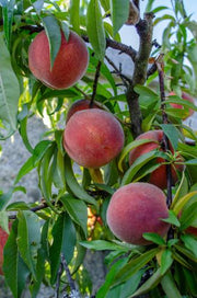 Mary Jane ™ Peach - Raintree Nursery