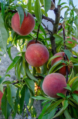 Dutton Peach Donut Peach Trees | Good Food Easy To Grow | Raintree Nursery