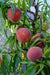 Mary Jane ™ Peach - Raintree Nursery