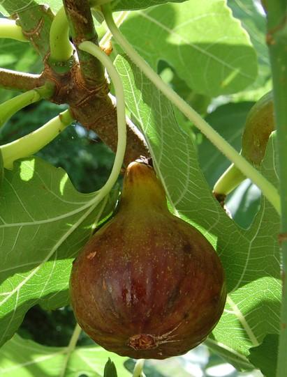 Olympian Fig - Raintree Nursery