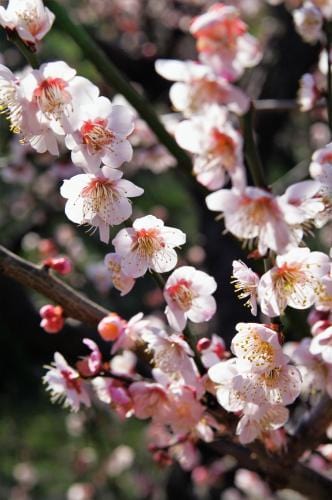 Bungo Flowering Apricot - Raintree Nursery