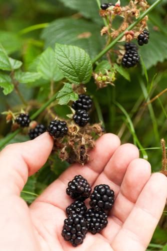 Wild Treasure Thornless Trailing Blackberry - Raintree Nursery