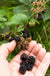 Wild Treasure Thornless Trailing Blackberry - Raintree Nursery