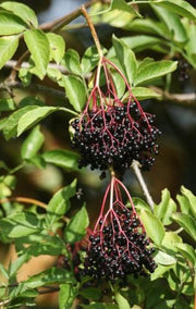 Ranch Elderberry - Raintree Nursery