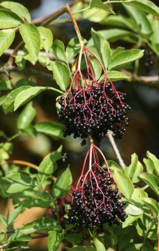 Ranch Elderberry - Raintree Nursery