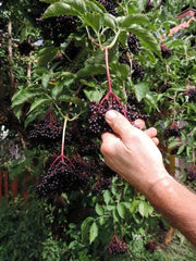Samdal Elderberry - Raintree Nursery