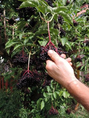 Samyl Elderberry - Raintree Nursery