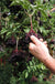 Samdal Elderberry - Raintree Nursery