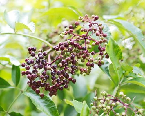 Wyldewood Elderberry - Raintree Nursery